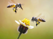 bee.jpg