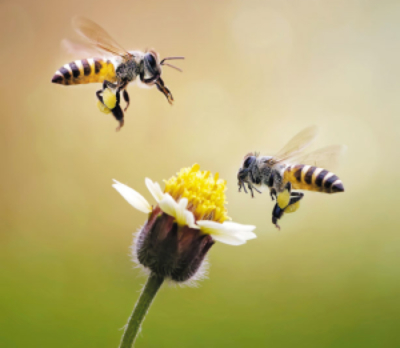 bee.jpg